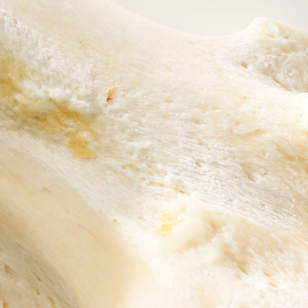 Knochen | Material-Archiv
